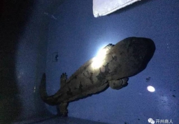 退役老兵   书写三峡大鲵产业传奇